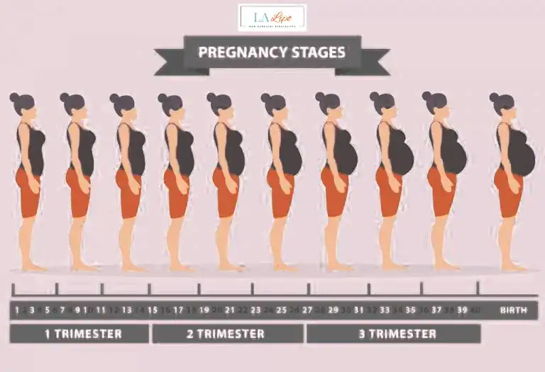 First Trimester (Weeks 1–12): Early Changes You Might Not Notice Woodham Ferrers